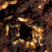 Termites crawling in soil