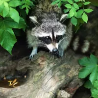 Raccoon in woods