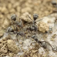 close up image of 5 brown ants in the dirt