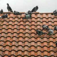 Pigeons on roof
