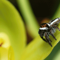 White spotted jumping spider