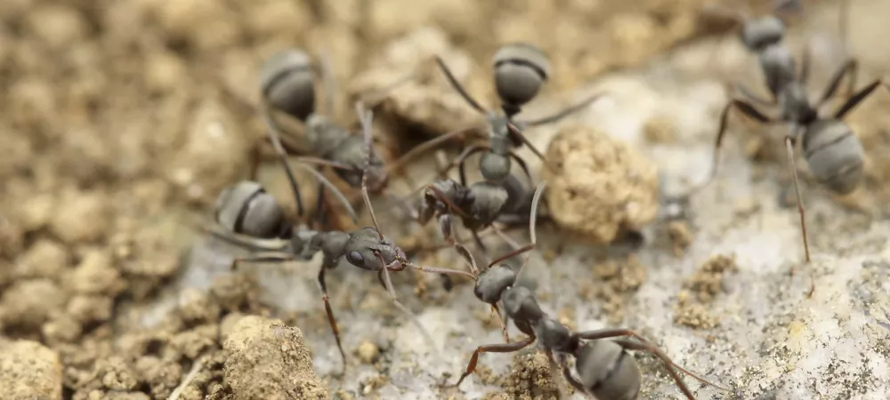close up image of 5 brown ants in the dirt