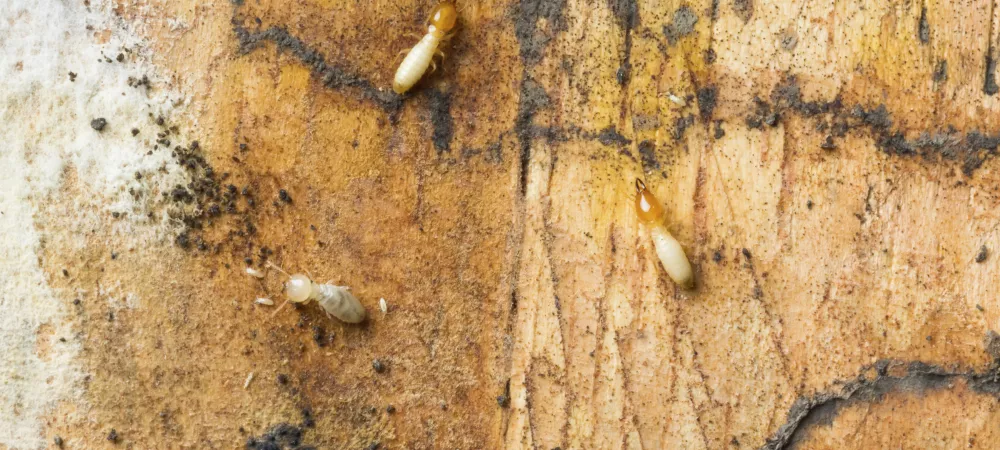 3 termites on tan wood