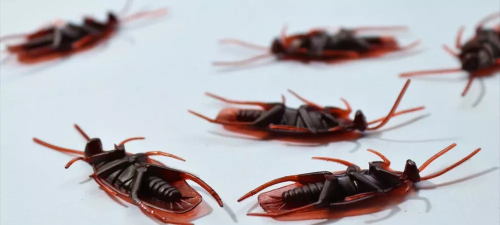 plastic cockroaches laying upside down