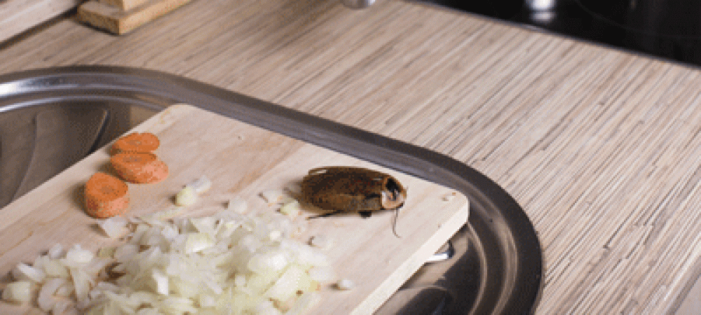 roach in kitchen