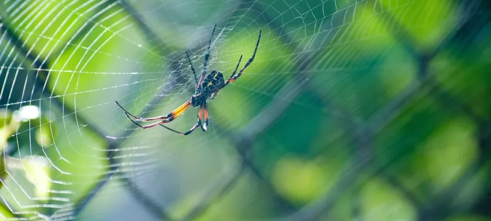 A common spider from California sitting on a web